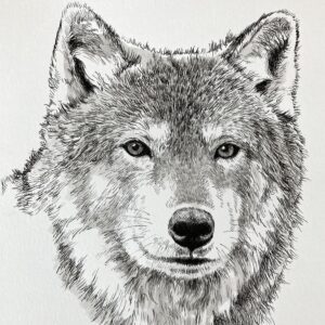 26-A208 The Animal Kingdom in Pen and Ink - Susan Casault