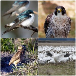 26-S101 Alberta Birds: Stories from the Front Lines - Geoff Holroyd